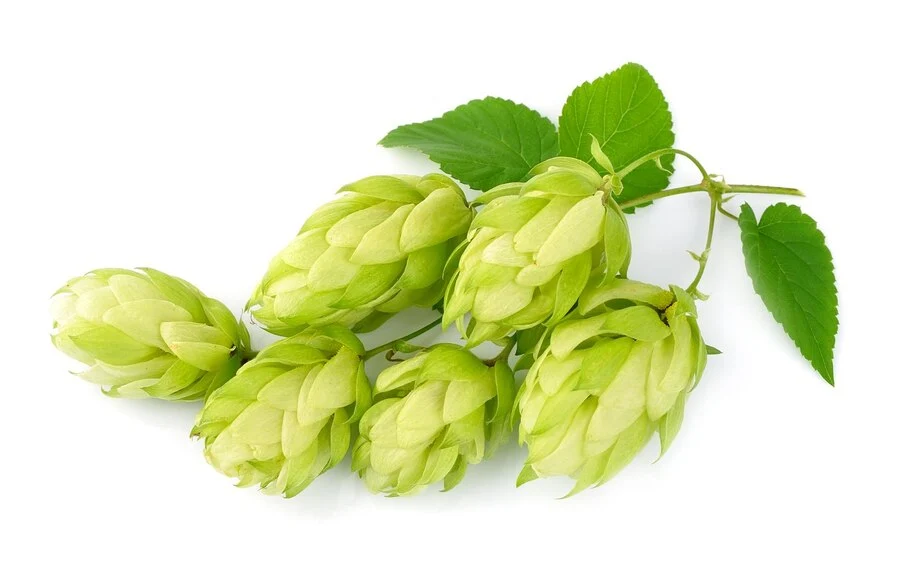 Hops Extract Powder Hops Extract Powder
