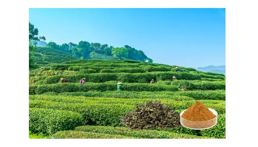 Natural Tea Polyphenols Natural Tea Polyphenols