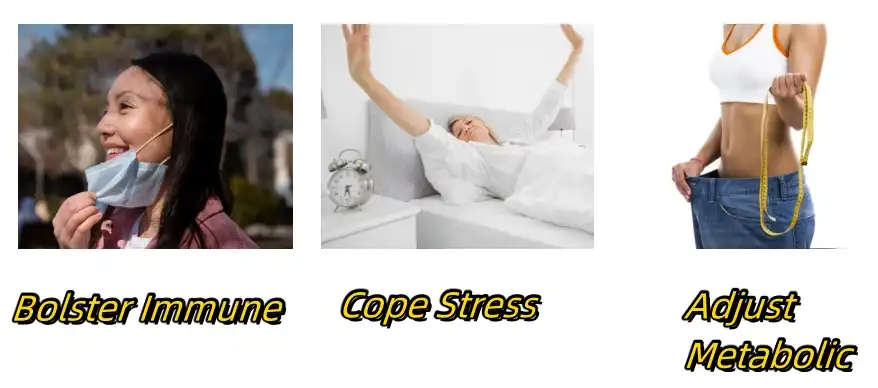 Gypenosides Functions Gypenosides Functions