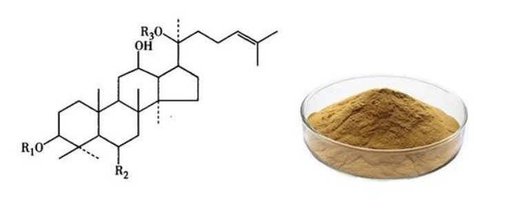 Panax Notoginseng Extract Panax Notoginseng Extract