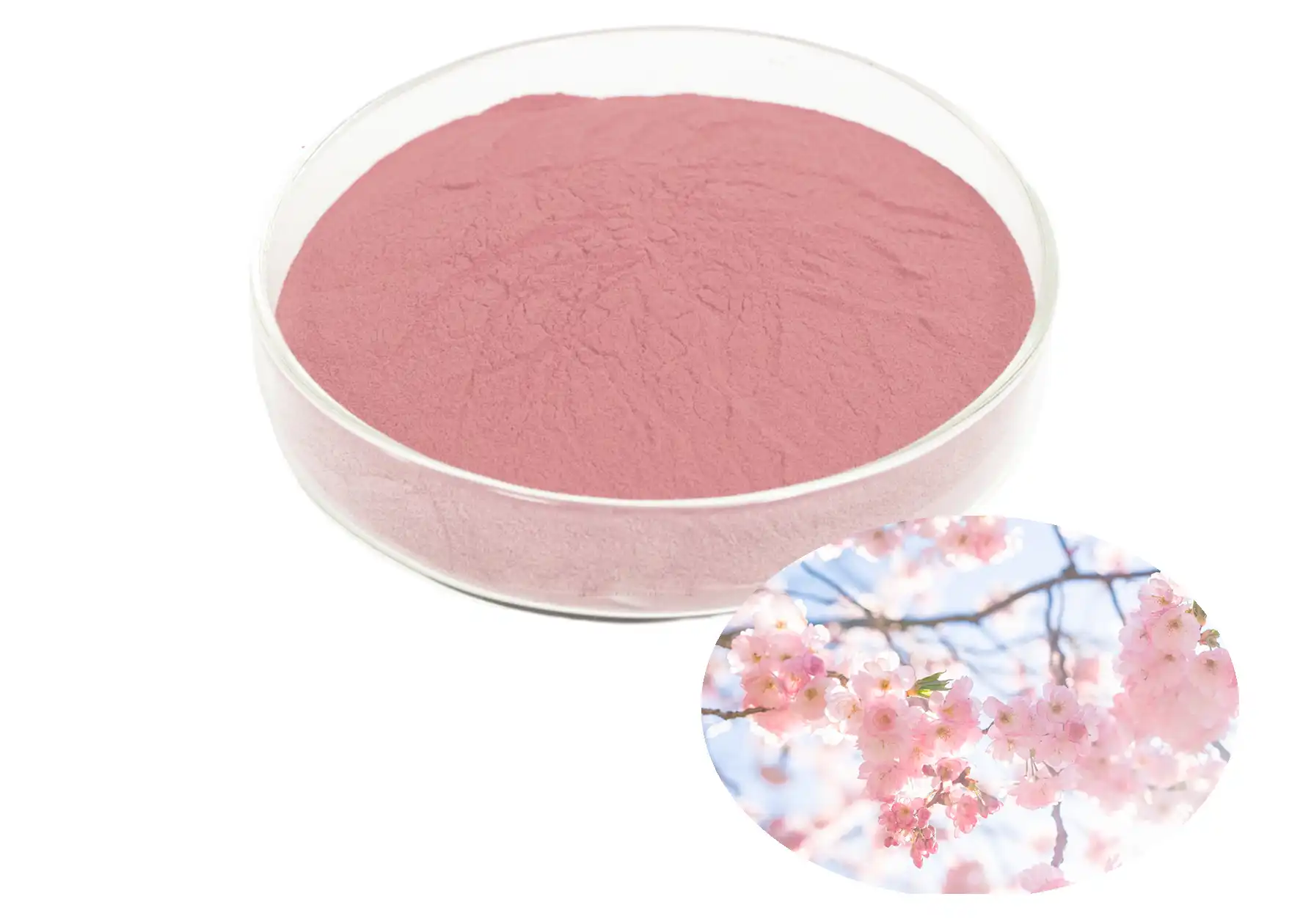 Sakura Extract Sakura Extract