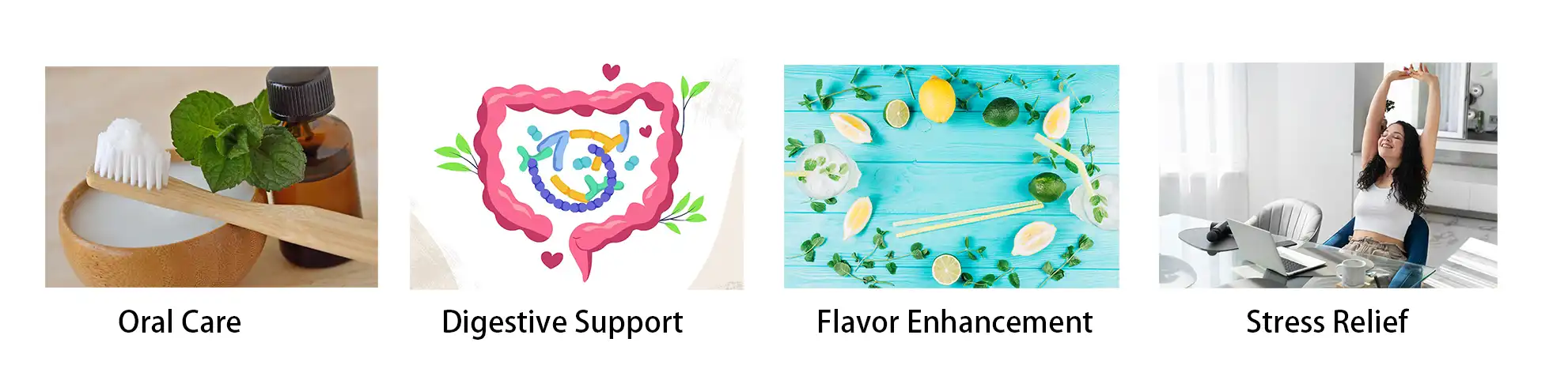 Peppermint Extract Powder Peppermint Extract Powder