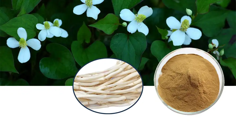 Houttuynia Cordata Extract