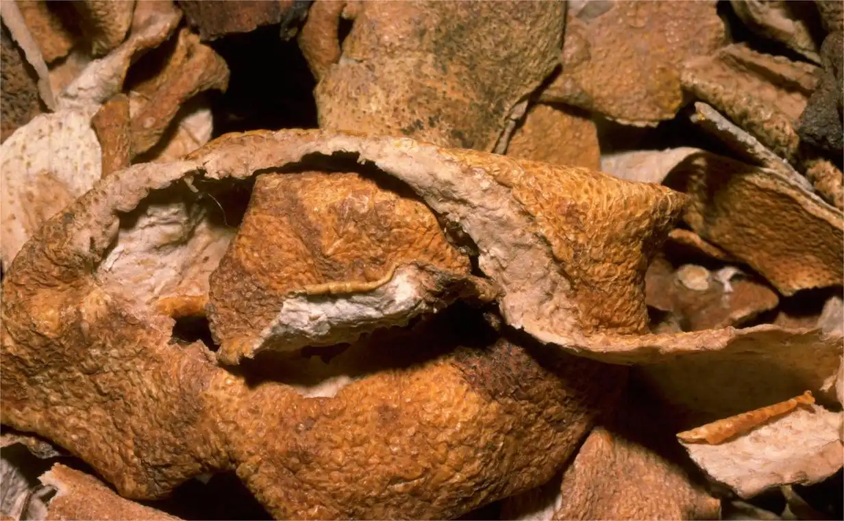 Neohesperidin Dihydrochalcone Neohesperidin Dihydrochalcone