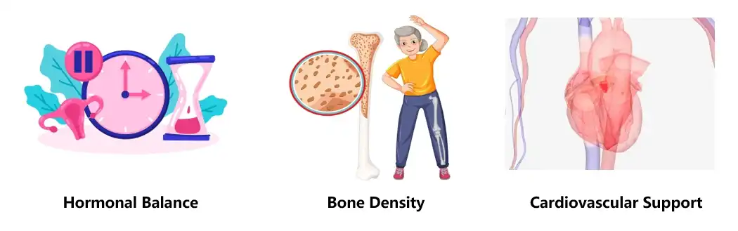 Genistein Extract Functions Genistein Extract Functions