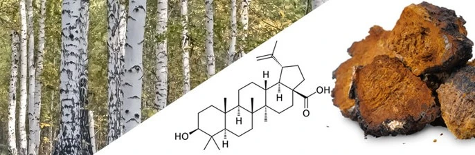 Betulinic Acid Powder Betulinic Acid Powder