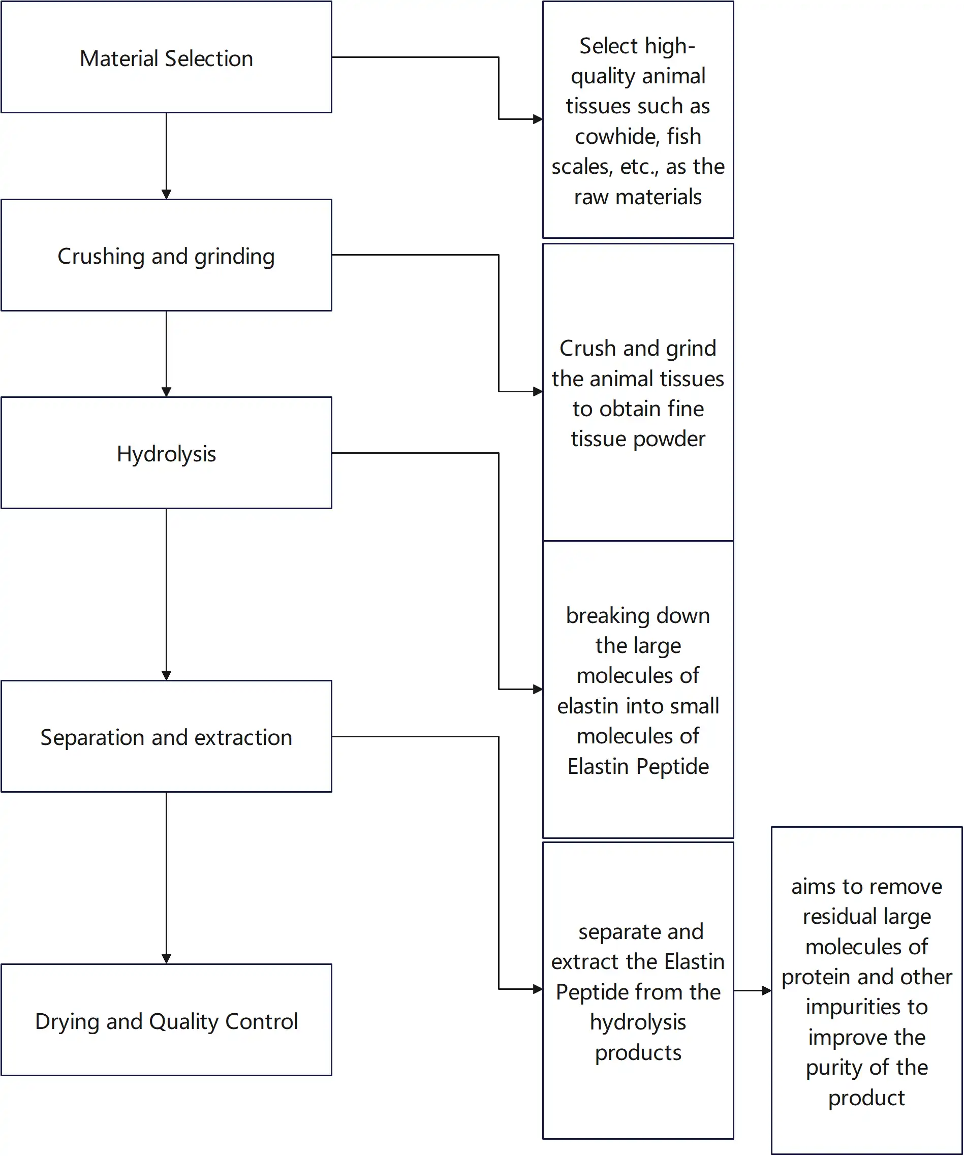 Elastin Peptide Processing Elastin Peptide Processing