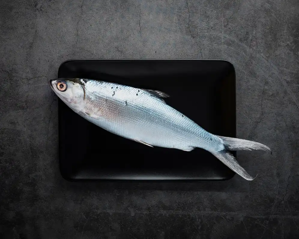 Bonito Elastin Peptide Bonito Elastin Peptide