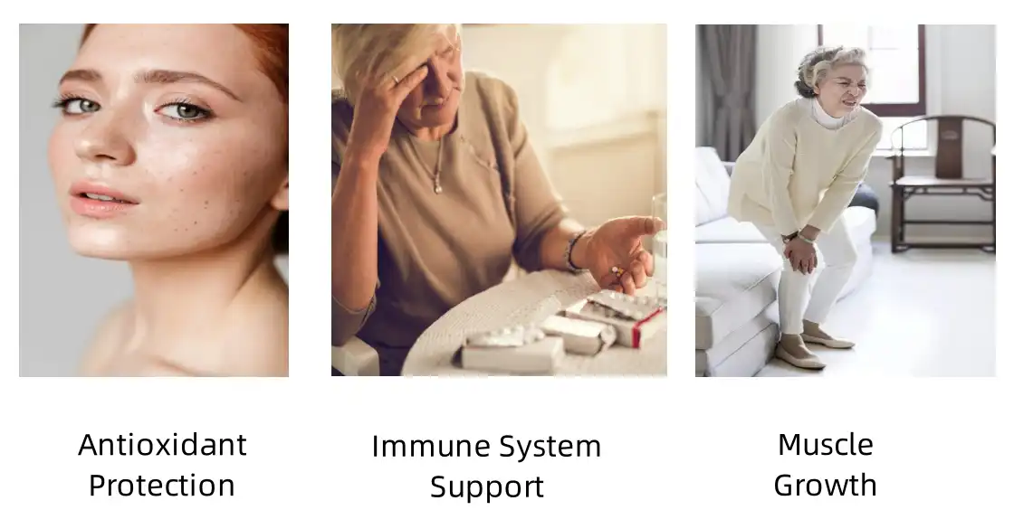 Corn Oligopeptides Peptide Functions Corn Oligopeptides Peptide Functions