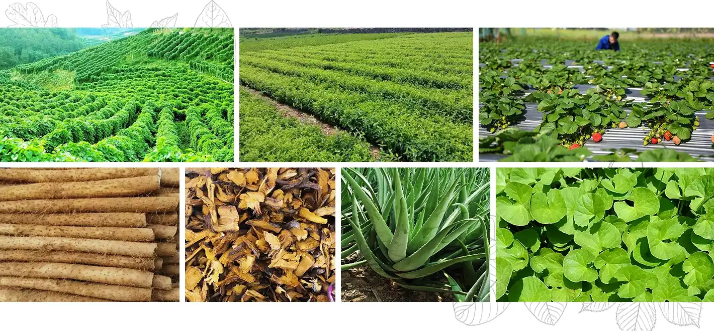 Corn Oligopeptides Peptide Corn Oligopeptides Peptide