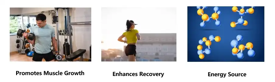 bCAA powder bulk Functions bCAA powder bulk Functions