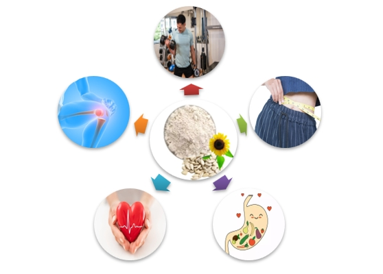 organic sunflower seed protein organic sunflower seed protein