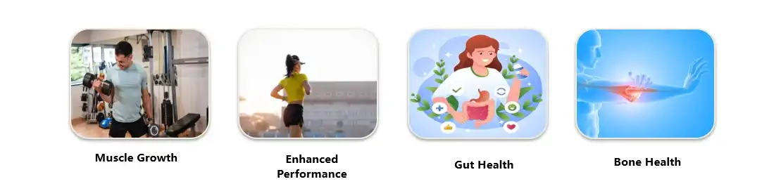 Whey Protein  Functions Whey Protein  Functions