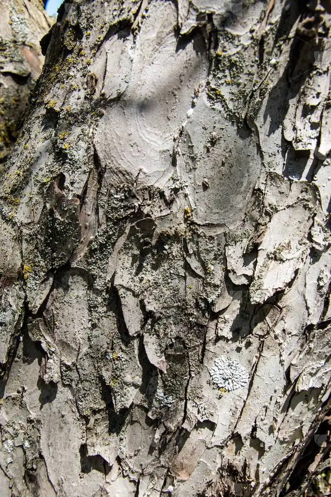 Betulin Powder Betulin Powder