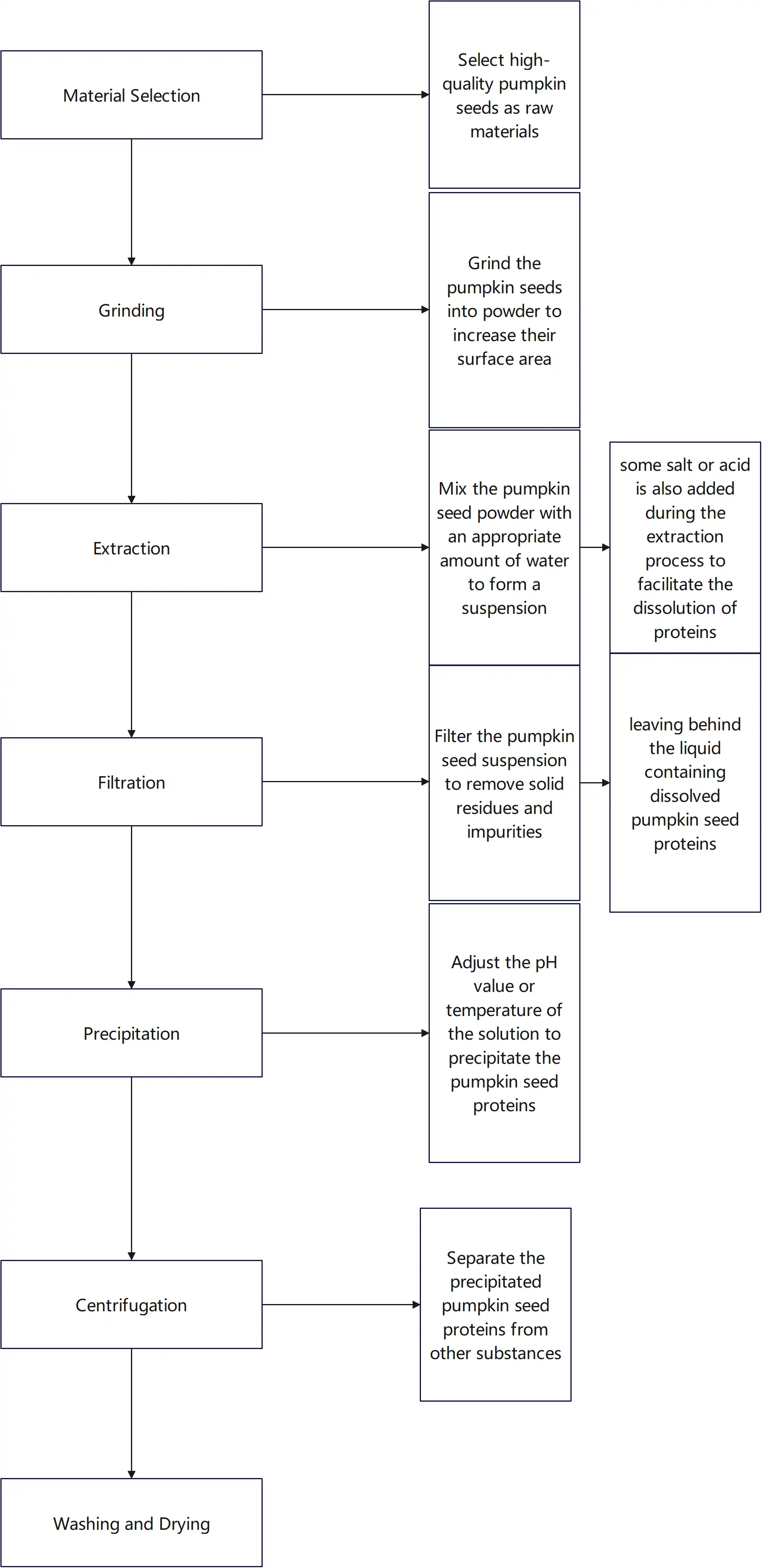 Pumpkin Seed Protein Processing Pumpkin Seed Protein Processing