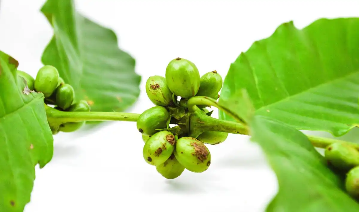 green coffee bean extract green coffee bean extract