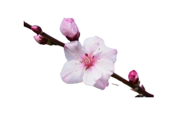 Sakura powder extract Sakura powder extract