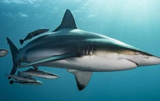 Squalane Powder Squalane Powder