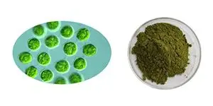 Euglena Gracilis Polysaccharide Euglena Gracilis Polysaccharide