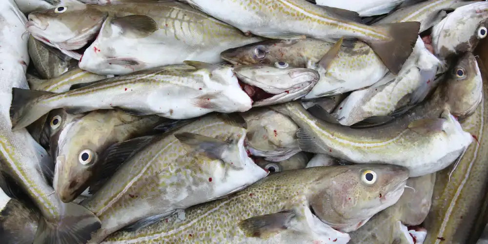 Deep Sea Cod Collagen Peptide Deep Sea Cod Collagen Peptide