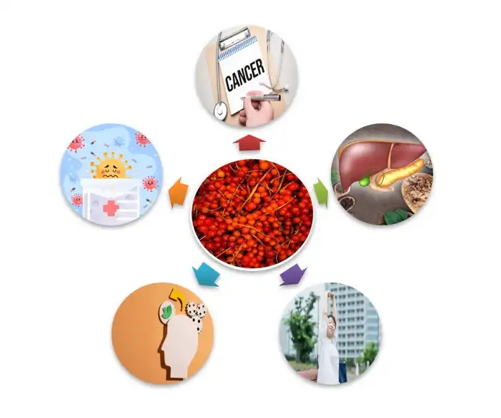 schisandrin powder Functions schisandrin powder Functions