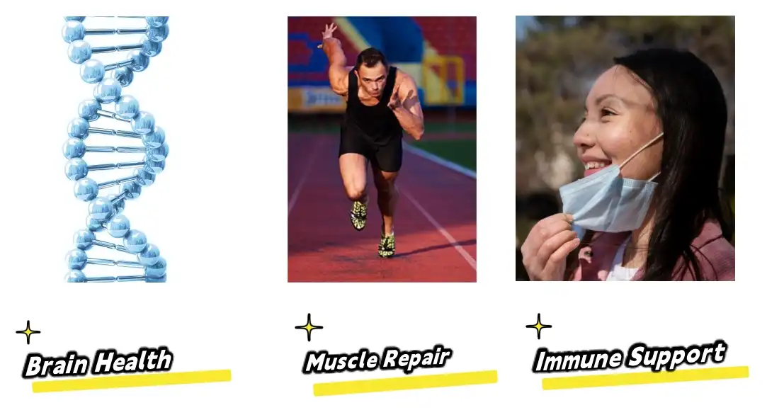 Arachidonic Acid Powder Functions Arachidonic Acid Powder Functions