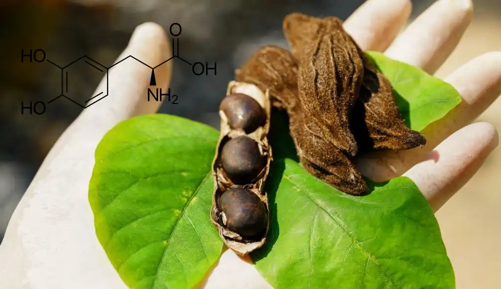 L-Dopa Powder L-Dopa Powder