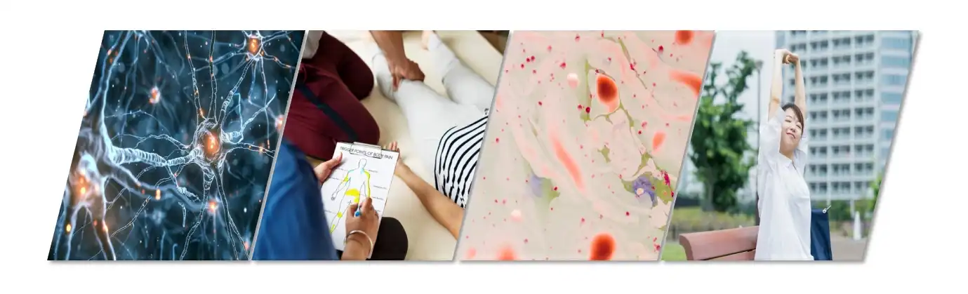 pure l dopa powder Functions pure l dopa powder Functions