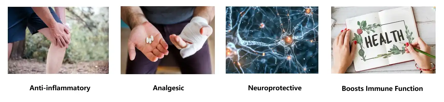 paeoniflorin extract Functions paeoniflorin extract Functions