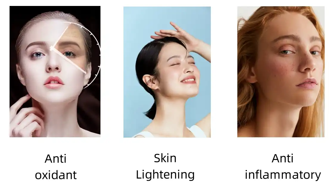 Tetrahydrocurcumin Powder Functions Tetrahydrocurcumin Powder Functions