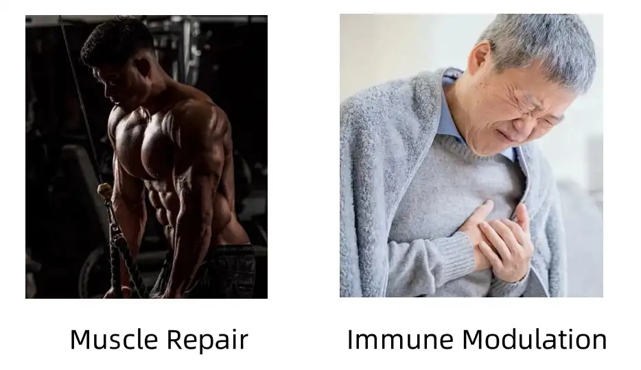 Oyster Peptide Functions Oyster Peptide Functions