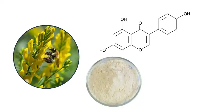 Genistein Extract Genistein Extract