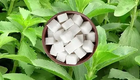 stevioside for sweetening agent stevioside for sweetening agent