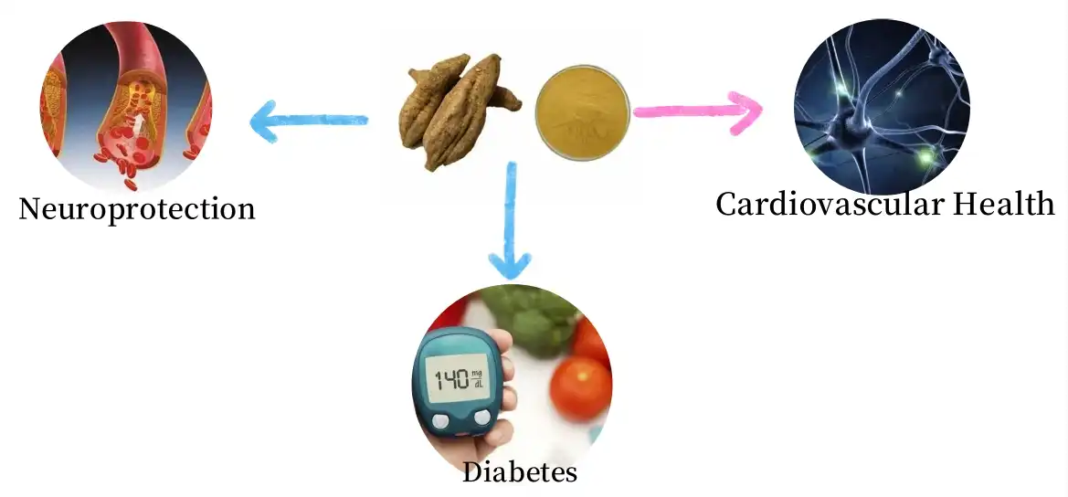 Function of Puerarin Powder  Function of Puerarin Powder