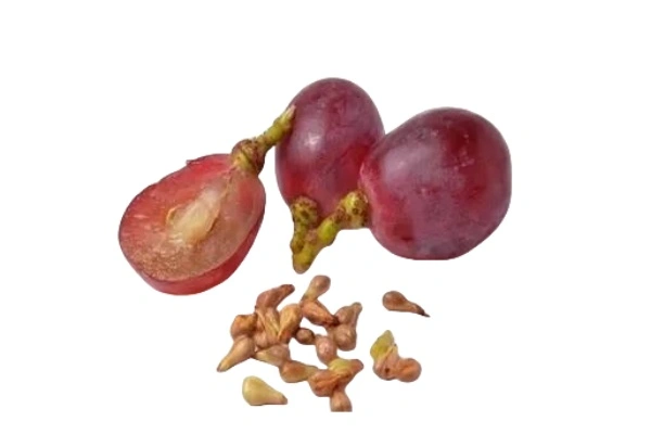 Grape Seed Grape Seed