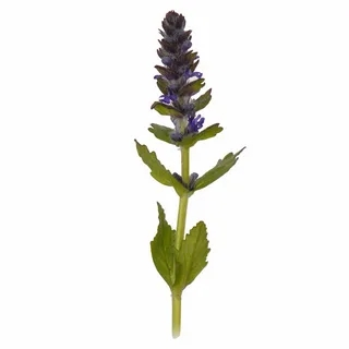 turkesterone powder turkesterone powder