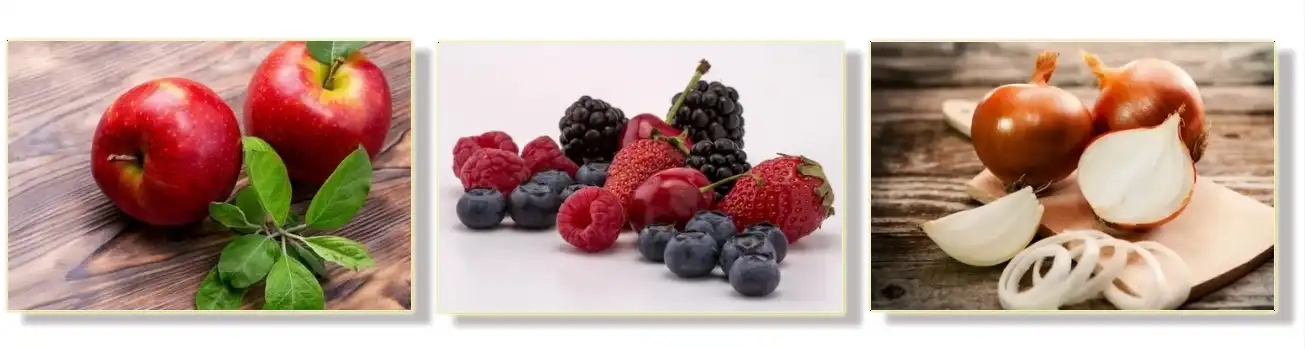 the source of quercetin the source of quercetin