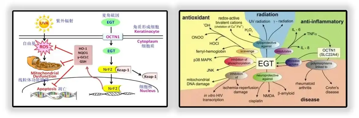 Function of Ergothioneine Powder Function of Ergothioneine Powder