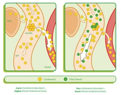 Phytosterol Powder Phytosterol Powder