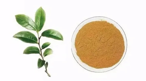 tea polyphenols tea polyphenols