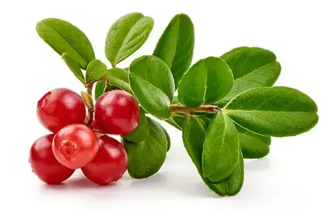 Bearberry Bearberry
