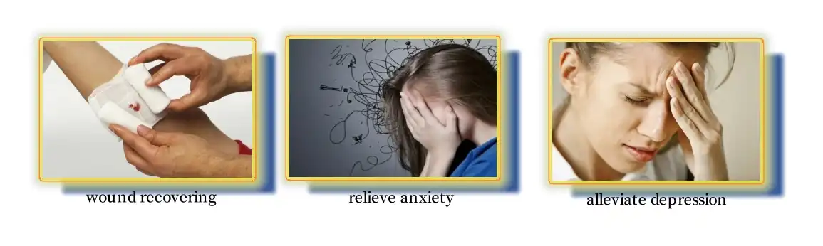 Functions of  St John's wort extract powder Functions of  St John's wort extract powder