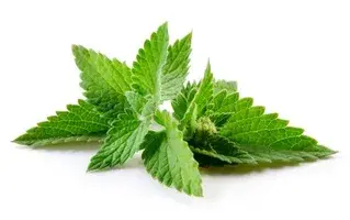 stevia stevia