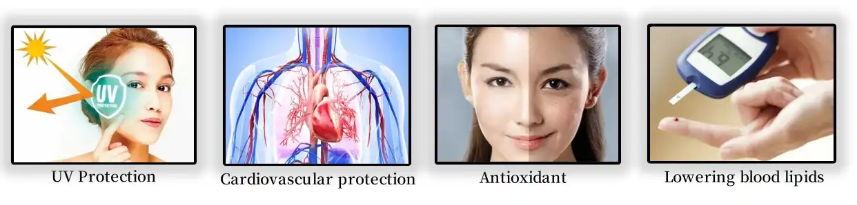 Function of buckwheat flavonoids Function of buckwheat flavonoids