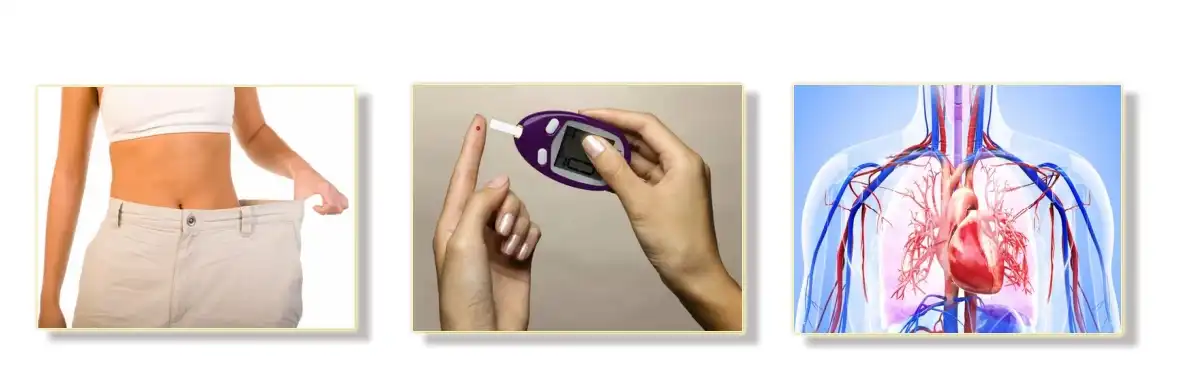 Function of Chlorogenic Acid Powder Function of Chlorogenic Acid Powder