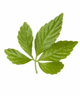 gynostemma pentaphylla gynostemma pentaphylla