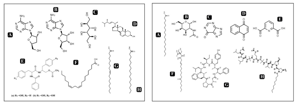 What is Cordycepin What is Cordycepin
