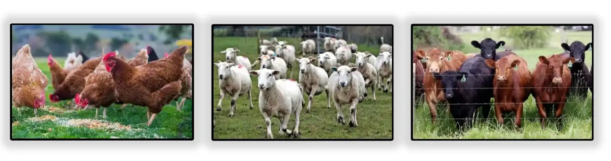 Motherwort extract in livestock farming Motherwort extract in livestock farming