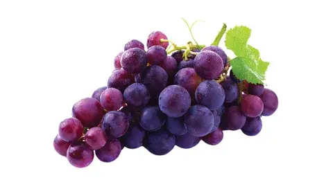 Grape Seed Extract Powder Grape Seed Extract Powder