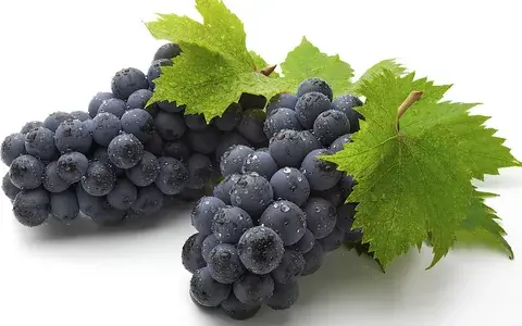 Opc grape seed extract Opc grape seed extract